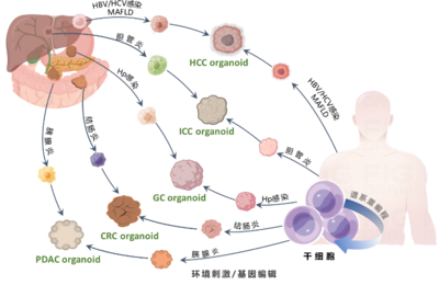 清華長庚醫(yī)院獲批三項(xiàng)2022年度國家重點(diǎn)研發(fā)計(jì)劃重點(diǎn)專項(xiàng)，引領(lǐng)細(xì)胞技術(shù)研發(fā)與應(yīng)用新突破