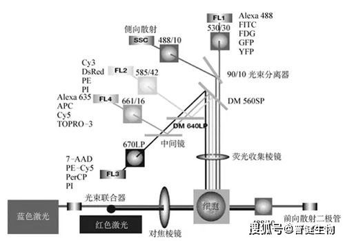 淺談流式細胞術 原理、技術研發與應用前沿